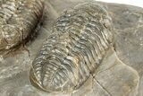 Three Colorful Phacopid (Austerops) Trilobites - Jorf Morocco #329072-11